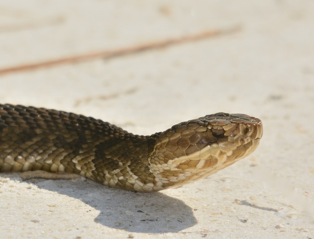 Agkistrodon pisc_08312013-02_Volusia Bar Road