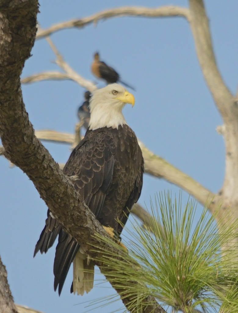 Bald eagle.  Canoe Creek Road