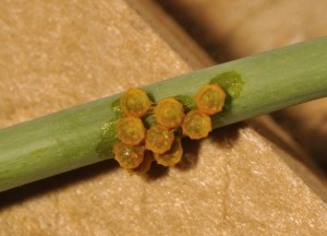 Polydamas swallowtail eggs. They seem to normally lay them in small clusters.