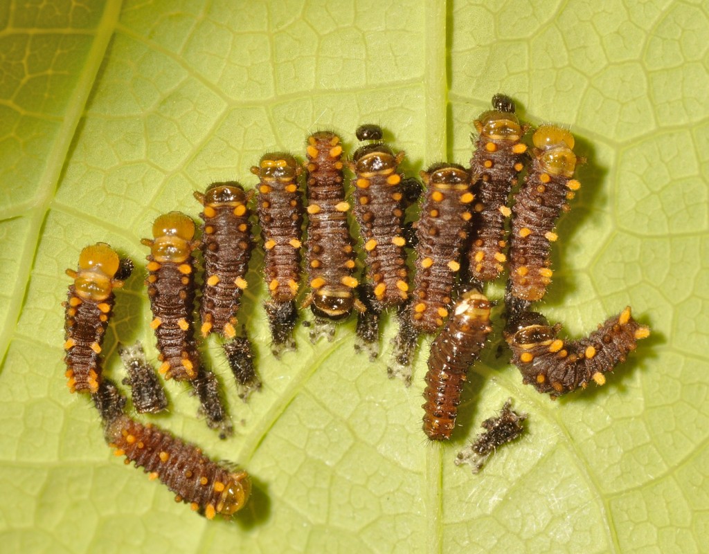 Young Battus caterpillars that have just shed their first-instar exoskeleton.