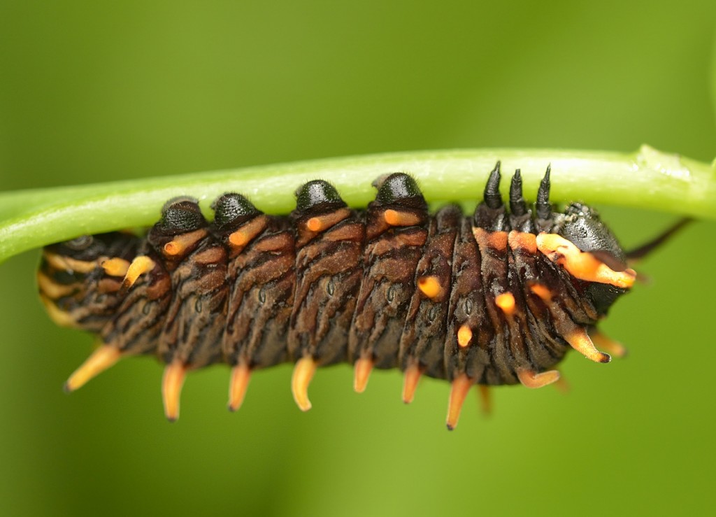 Late-instar Battus caterpillar