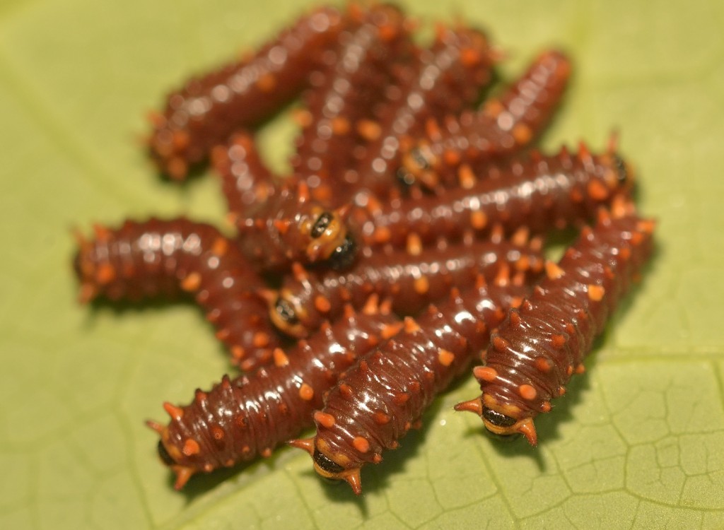 Early instar Polydamas caterpillars.  They are gregarious when small, but become more solitary in later instars.