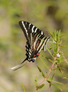 Zebra swallowtail nectaring at Diodia teres (I think).