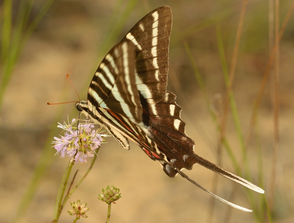 Zebra swallowtail, Eurytides marcellusw