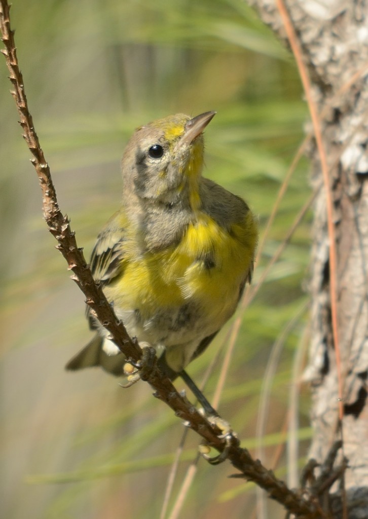 Immature pine warbler molting from its dull juvenal plumage into its first adult plumage.