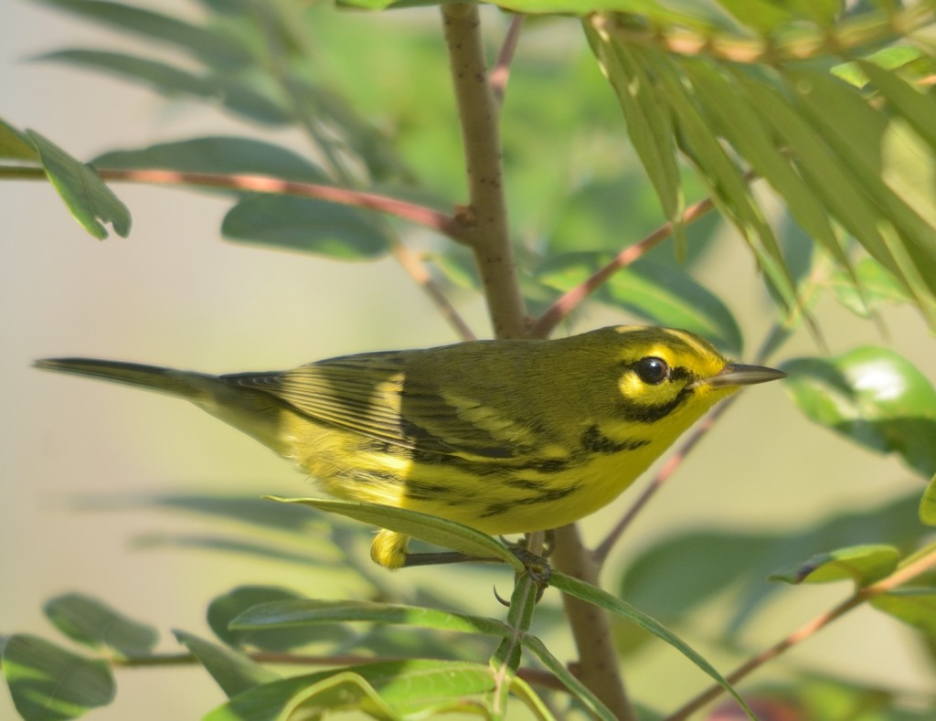 The only bird I photographed today, a prairie warbler
