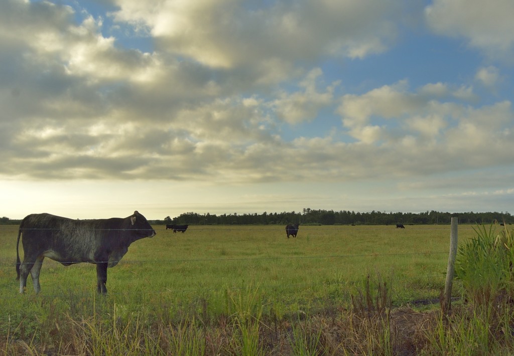 Prairie cattle_08142013-04_Joe Overstreet