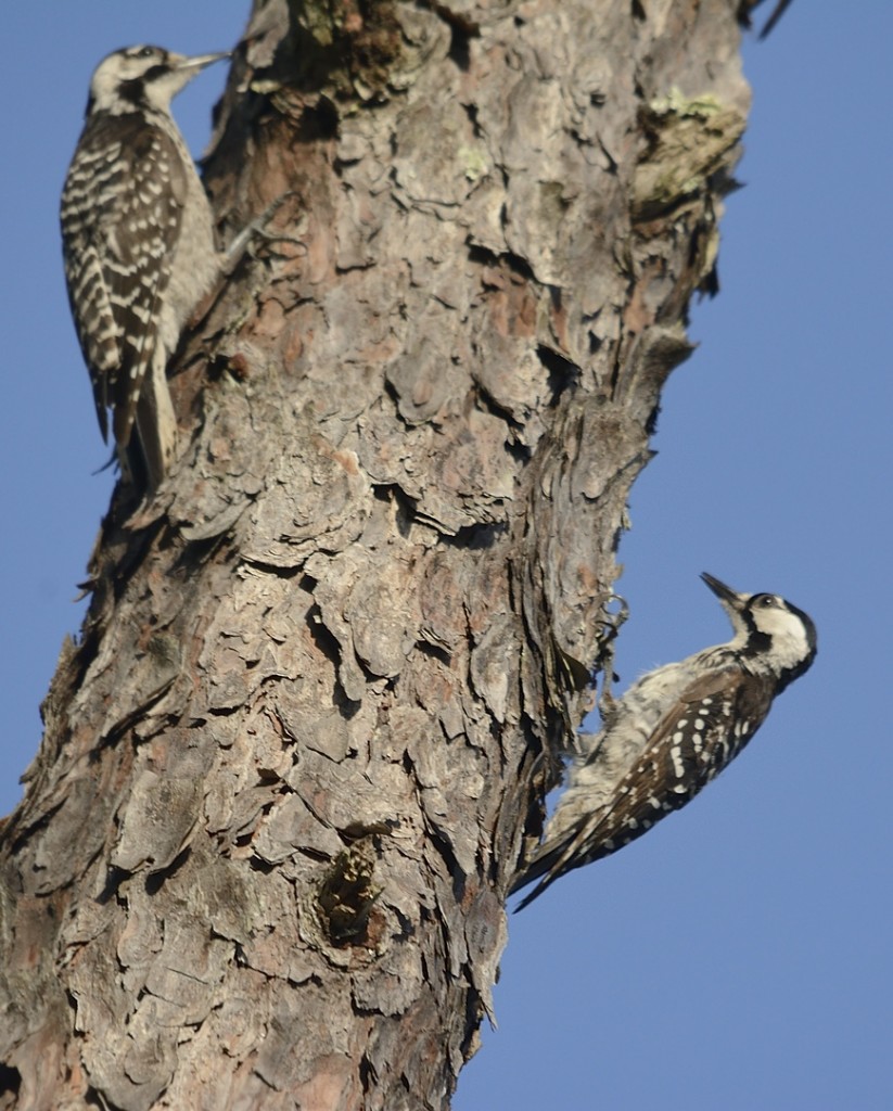 Red-cockaded woodpeckers
