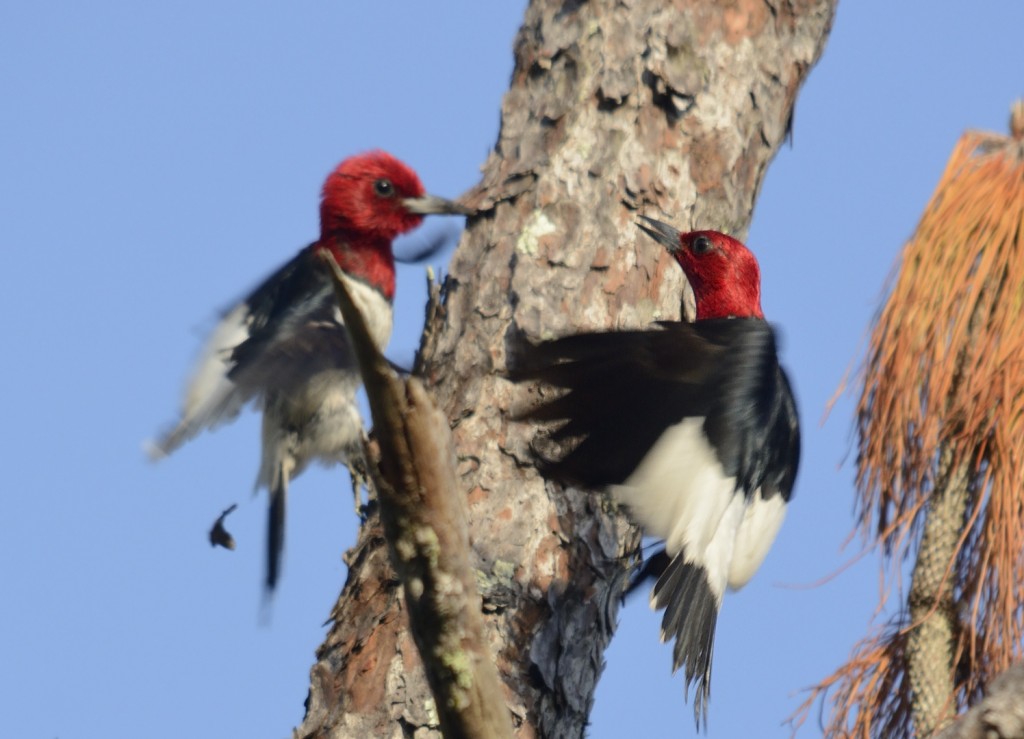 Quarrelsome red-headed woodpeckers