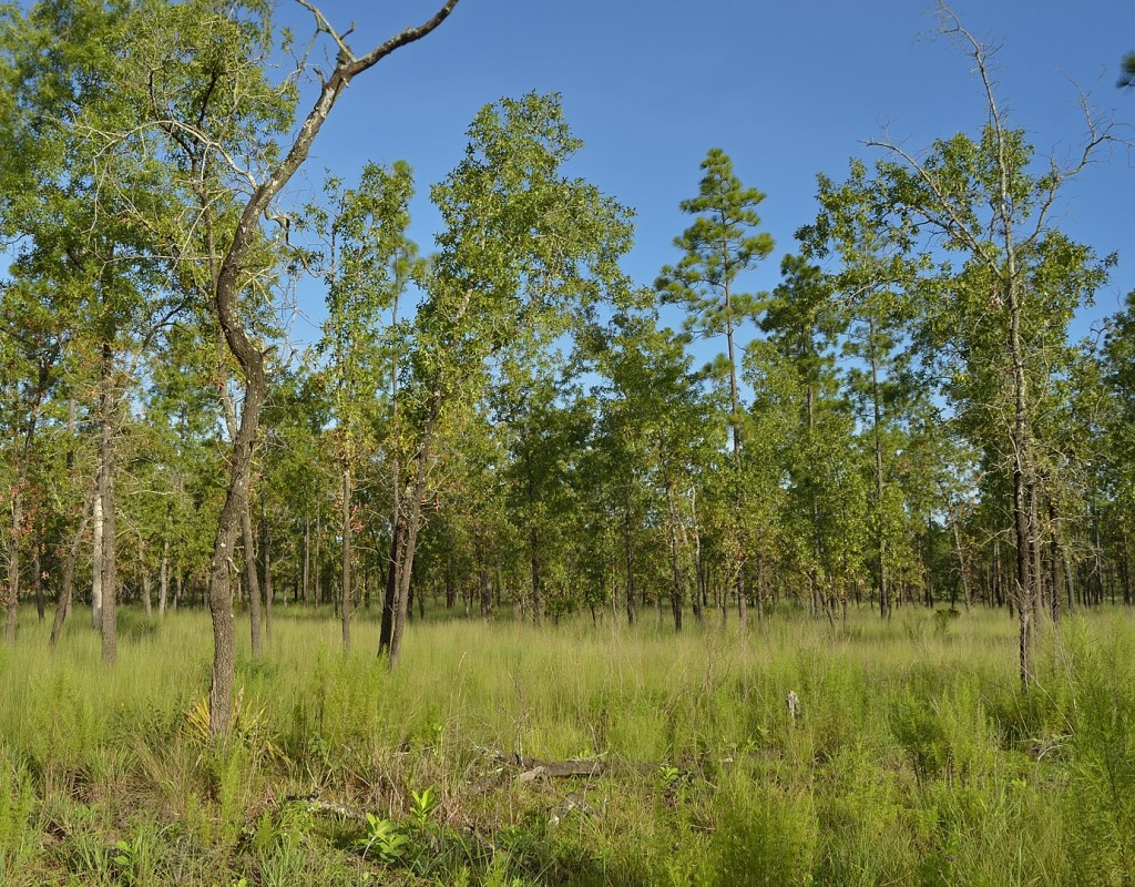 Disturbed sandhills habitat, dominated by turkey oak (Quercus laevis).