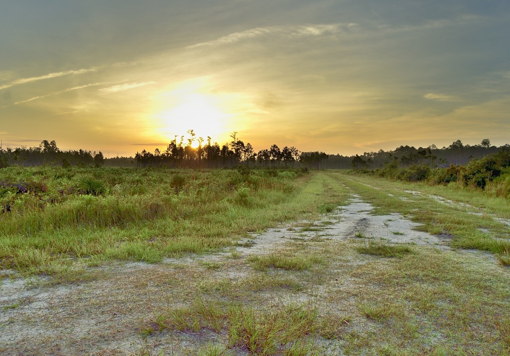 Sunrise at Lake George Conservation Area near Seville, FL