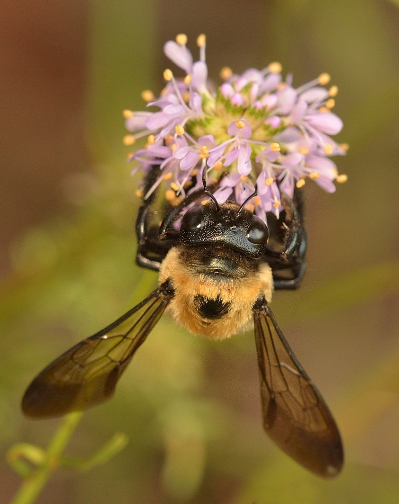 Carpenter bee, Xylocopa virginica.   Probably.