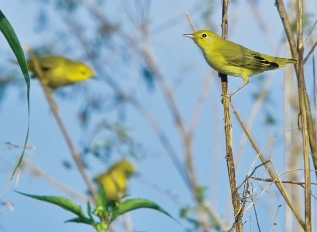 It wasn't uncommon to see as many as 10 yellow warblers in one tree, though getting them all in one photograph is challenging.
