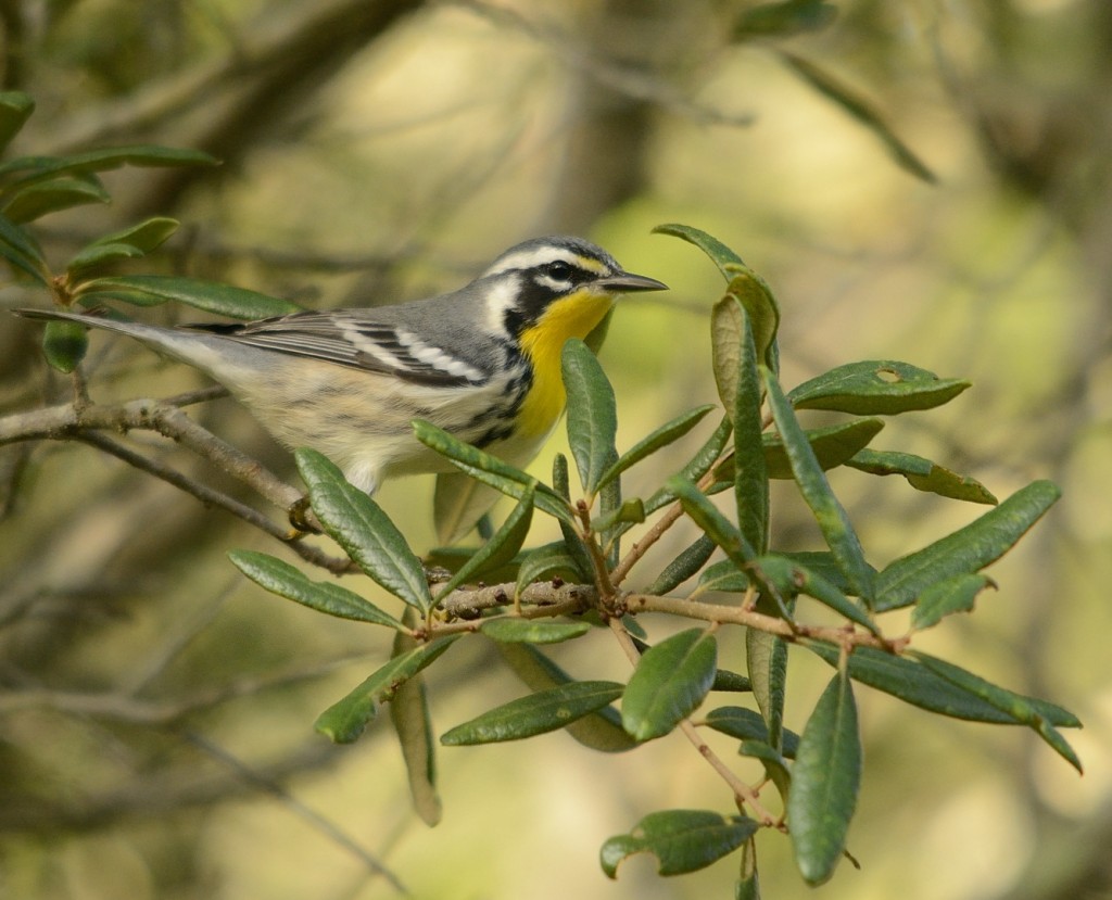 Yellow-throated warbler.
