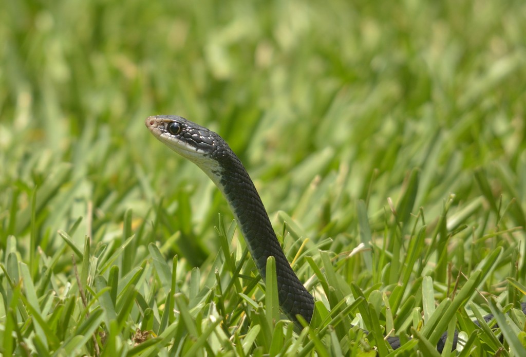 Black racer periscoping.  From my yard, hence the noxious St. Augustine grass