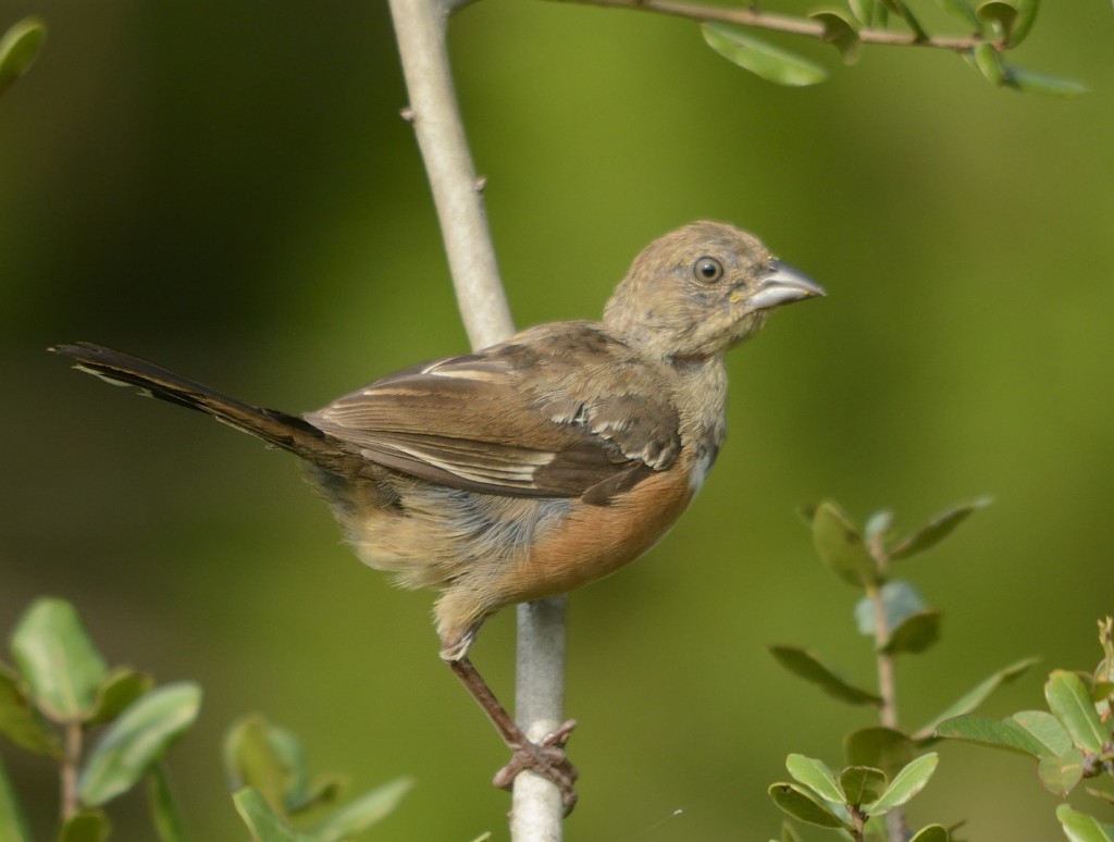 Immature female eastern towhee molting into her first adult (basic) plumage