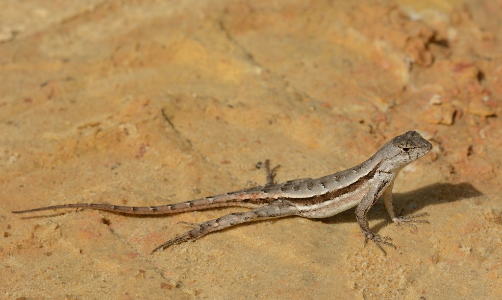 Sceloporus woodi, the Florida scrub lizard