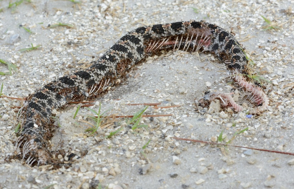 This recently killed pigmy rattlesnake was on a road where I almost never see vehicles.  Ant food.