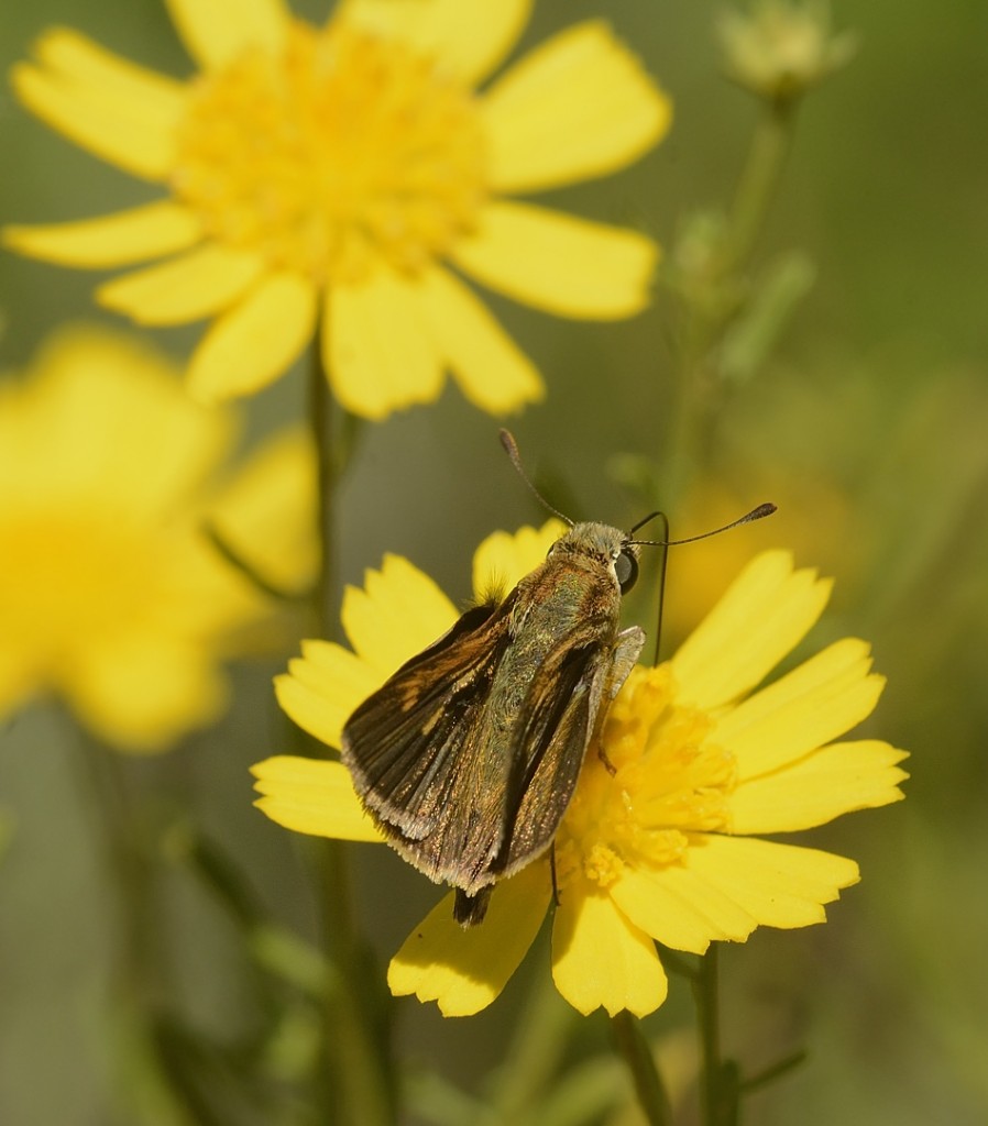 Grass skipper (species undetermined) at Balduina angustifolia.  Heart Island Conservation Area