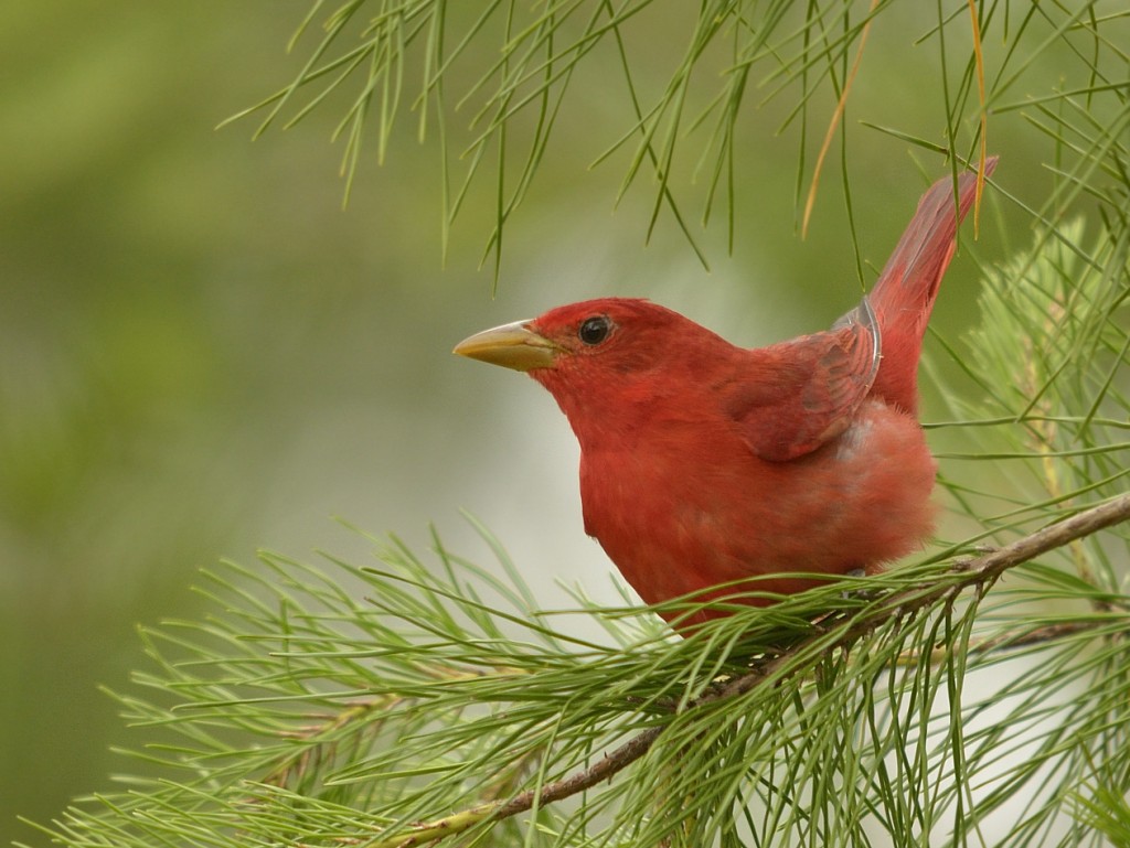 The Lake George summer tanager on my first visit in April.