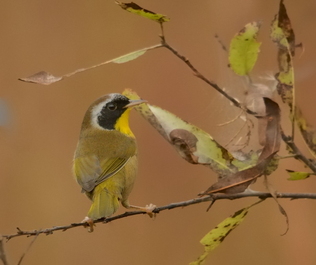 The most colorful bird I photographed this morning. Nonetheless this male common yellowthroat chose a lovely brown background for his portrait.