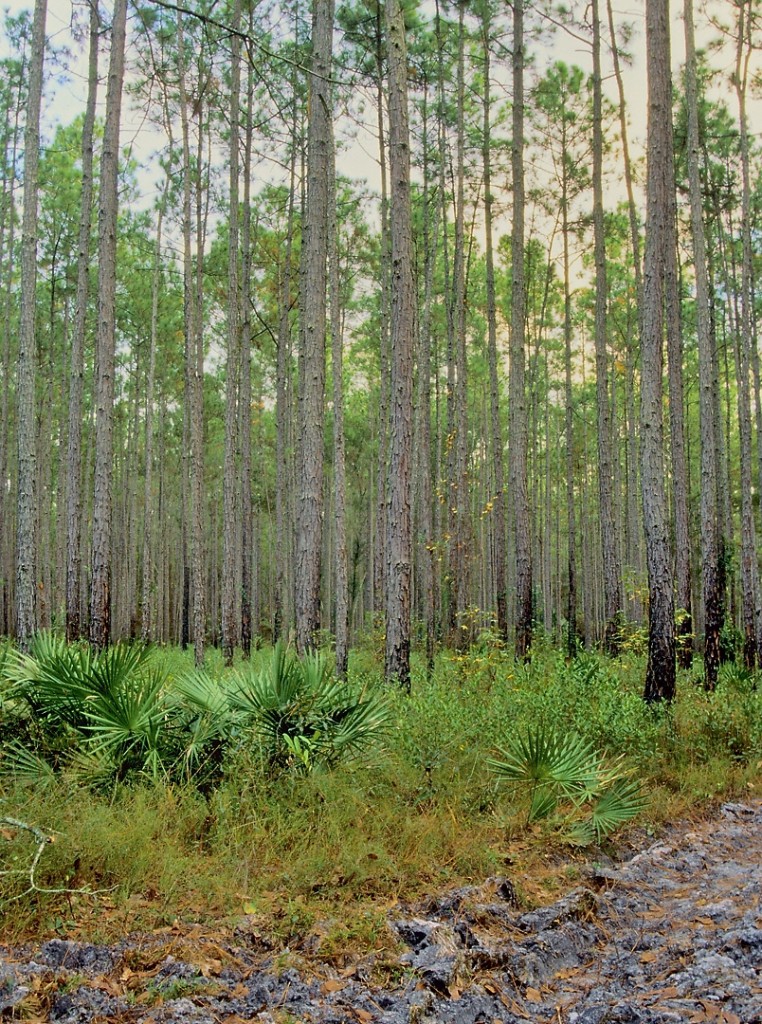 The planted pine forest near the Myacca parking lot in 1997.