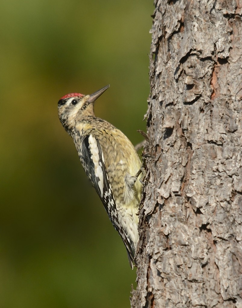 Yellow-bellied sapsucker at Lake George Conservation Area.