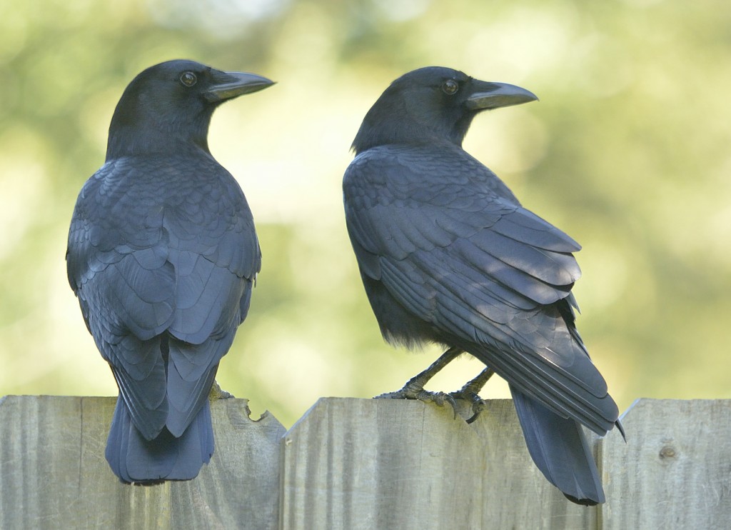 The slight difference in beaks between these crows is the only way I can tell them apart.