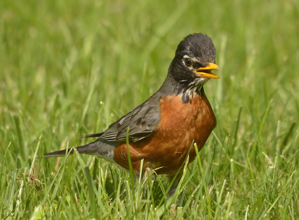 The lawn robin.  Northern Virginia.