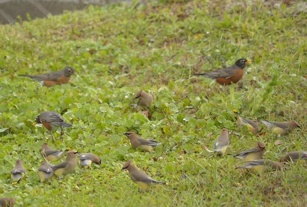Urban phase American robins and cedar waxwings feeding and drinking together on a Stetson lawn. 