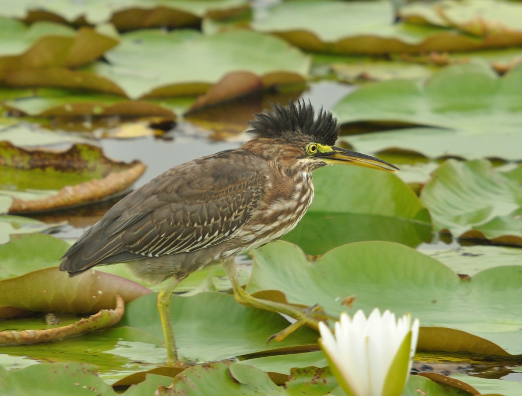 Seriously pissed off green heron.  Not surprisingly, it's a teenager.