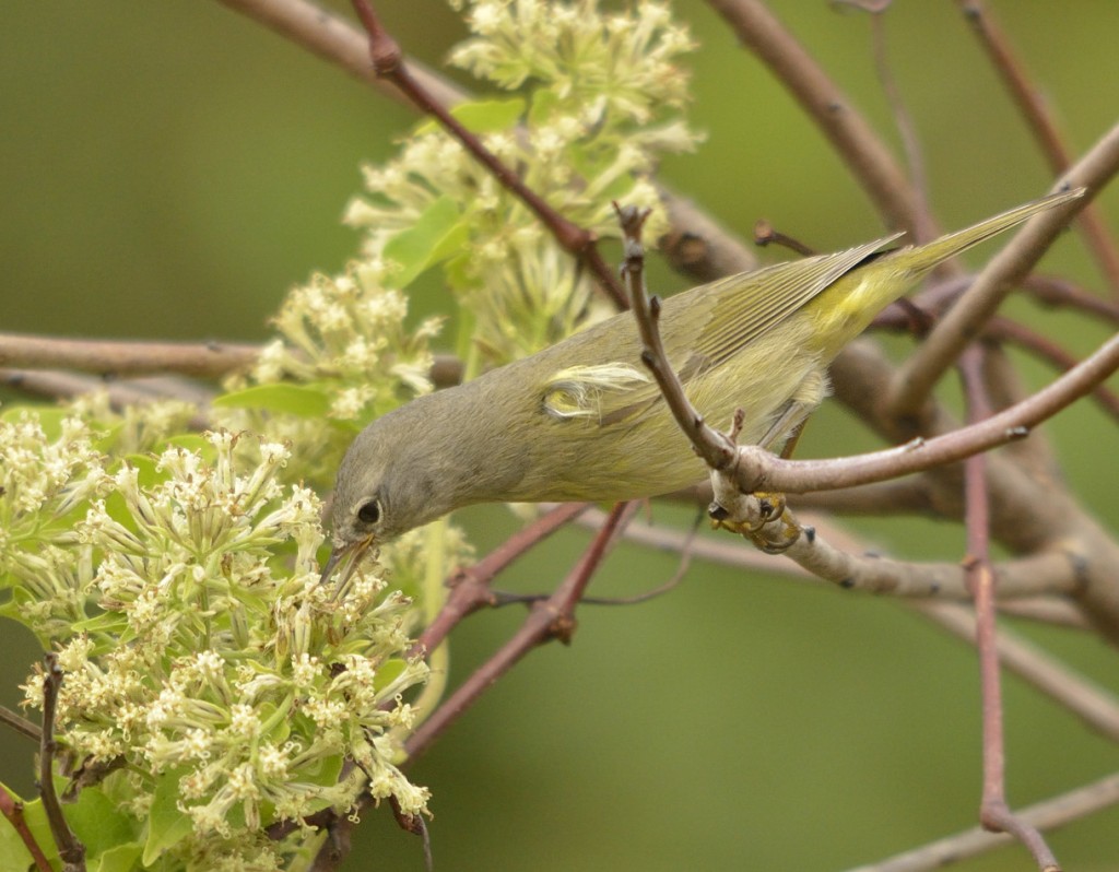 Nectaring and gleaning at Mikania scandens