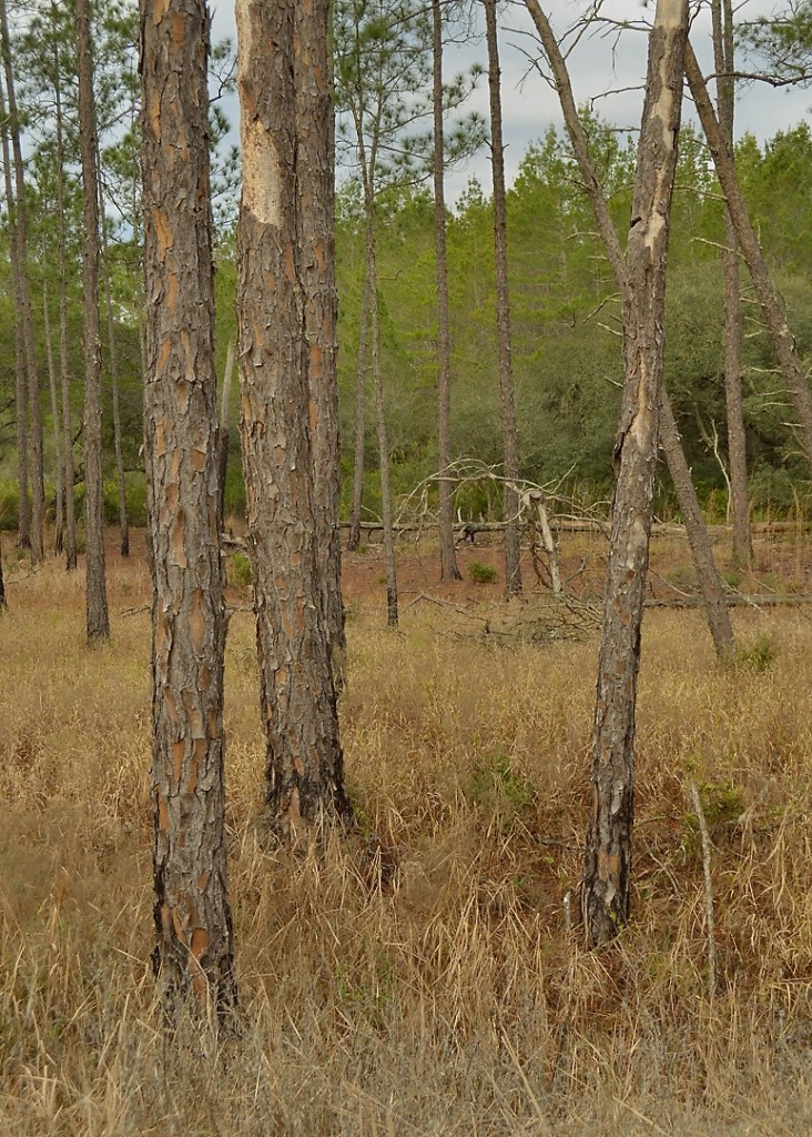 A grassy piney depression that clear on what this habitat would be classified as.