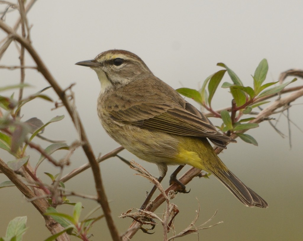 Palm warblers were abundant in both upland and wetland habitats throughout the morning.