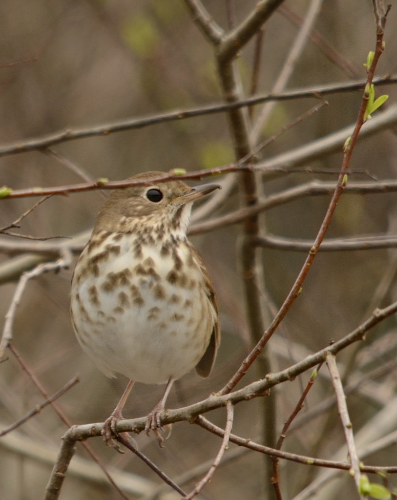 Most passerines were sticking close to cover and concentrating on feeding.  This hermit thrush was a welcome exception.