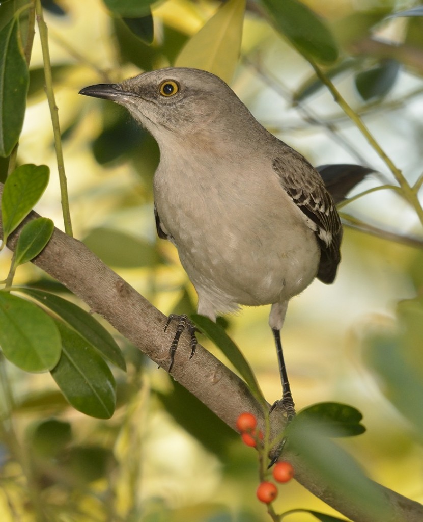 You have to admire the tenacity and take no prisoners attitude of Northern mockingbirds.  Don't you?