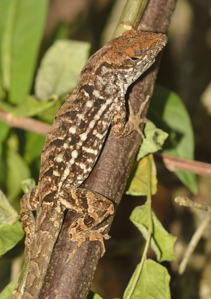 Anolis sagrei_04142014-15_620 COC