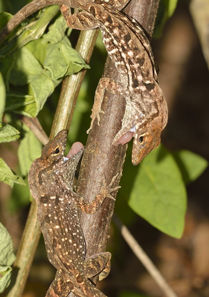 Anolis sagrei_04142014-27_620 COC