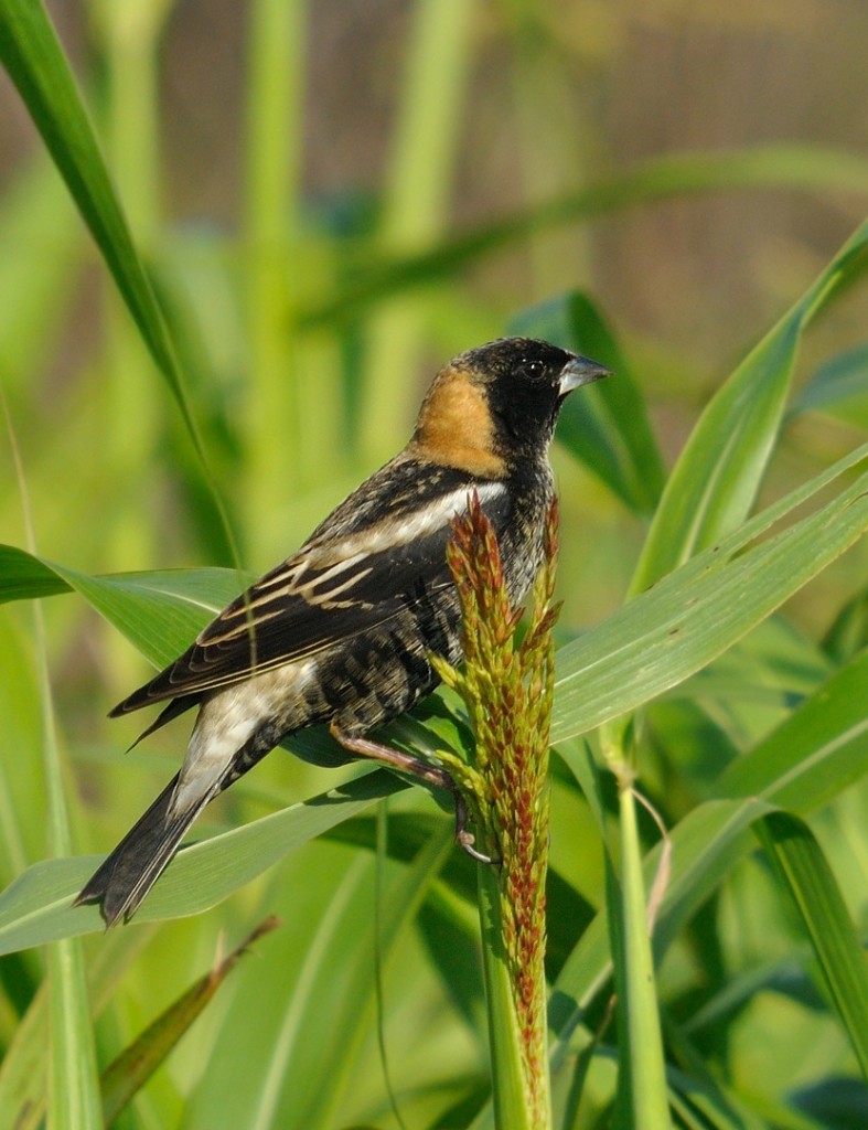 Seeds are a major food item while bobolinks are migrating.