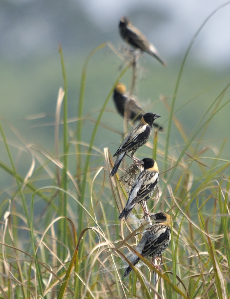 Bobolink males arrive on their breeding grounds before females to stake out the best territories, and maybe get a second mate.