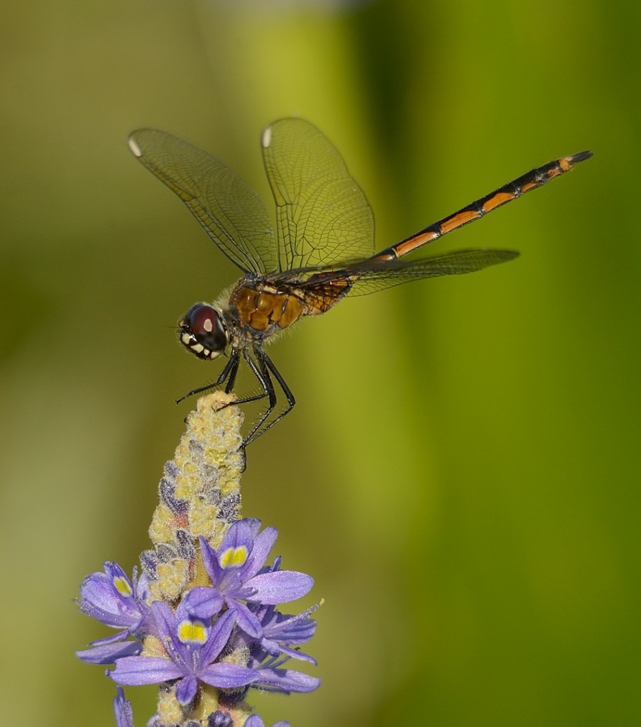 Do dragonflies, which presumably compete with flycatchers for aerial prey, reduce diversity and density of tyrannids in Florida?