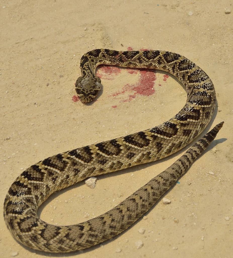 Crotalus ad DOR_05172014-03_Ocala NF FR05