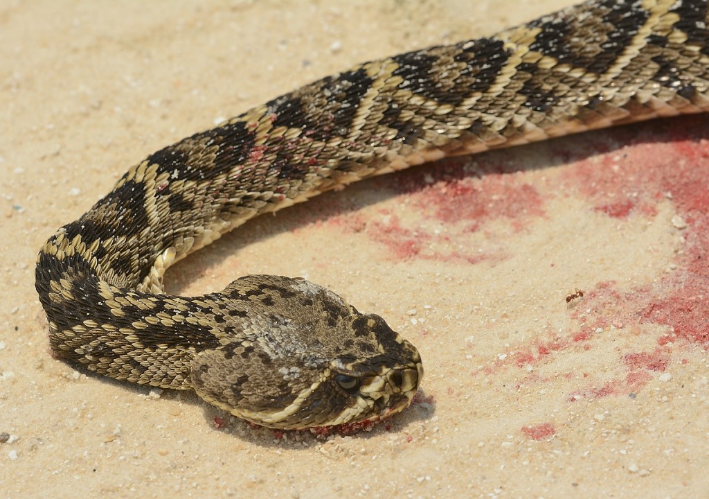 Crotalus ad DOR_05172014-20_Ocala NF FR05