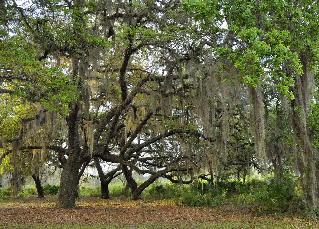 Hammocks are historically patchily distributed habitats in peninsular Florida, but have expanded greatly due to fire suppression.