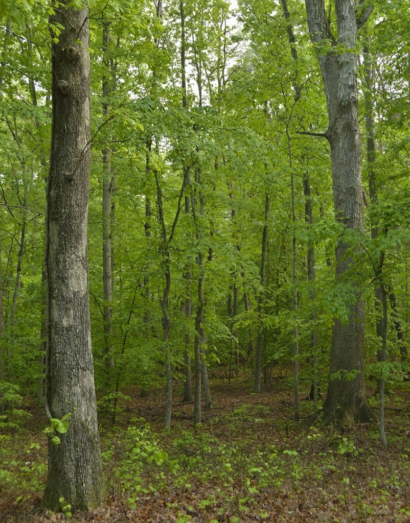 Oak-hickory-beech forest is the terminal or "climax" stage of succession in parts of northern Virginia. 