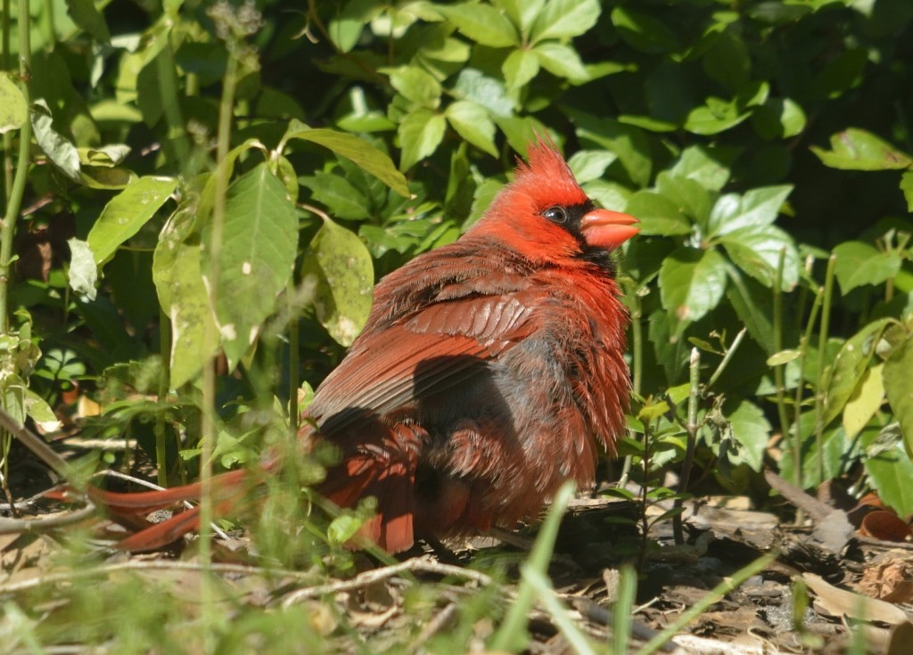Northern cardinals will sun on the ground.