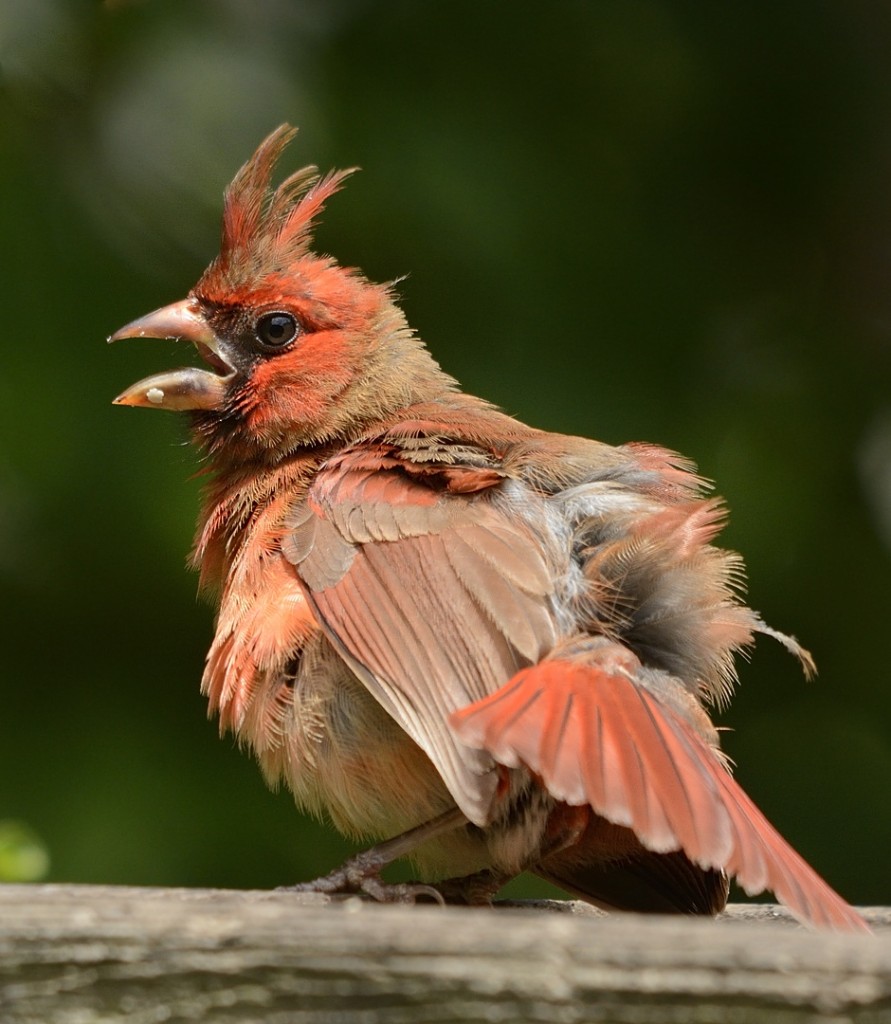 Many birds pant and perform gular flutter while sunning, an indication that their core body temperature is in danger of rising dangerously high.