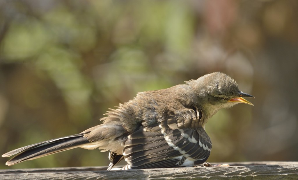 Juvenile mockingbird in partial sunning posture.