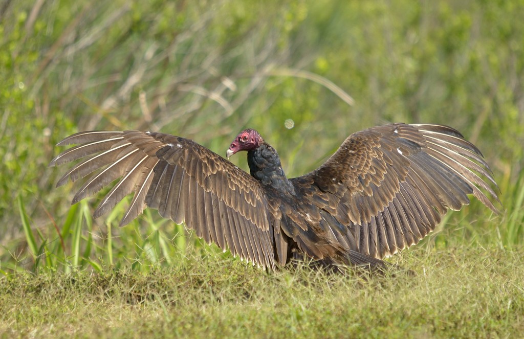 Turkey vulture basking