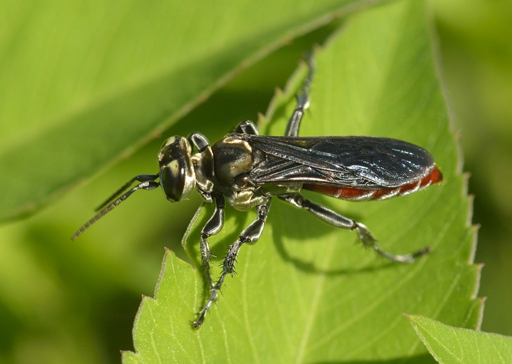 Larra bicolor, a deliberately introduced species of wasps that preys on mole crickets.